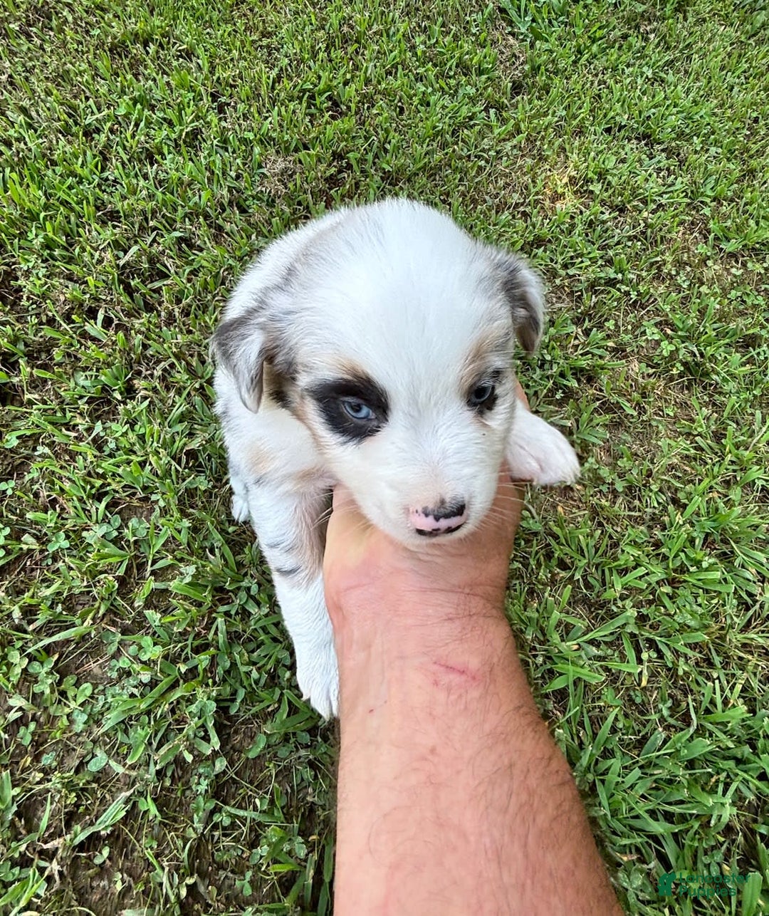 Australian Shepherd dogs for sale: Buster - Image 7
