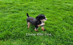 Toy Poodle dogs for sale: Uma - Image 9