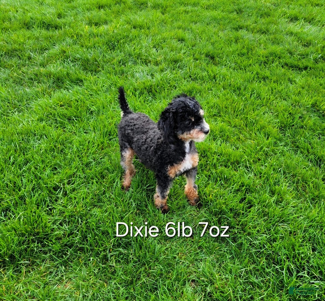 Toy Poodle dogs for sale: Uma - Image 9