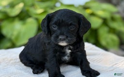 Cavapoo dogs for sale: Lucy - Image 24