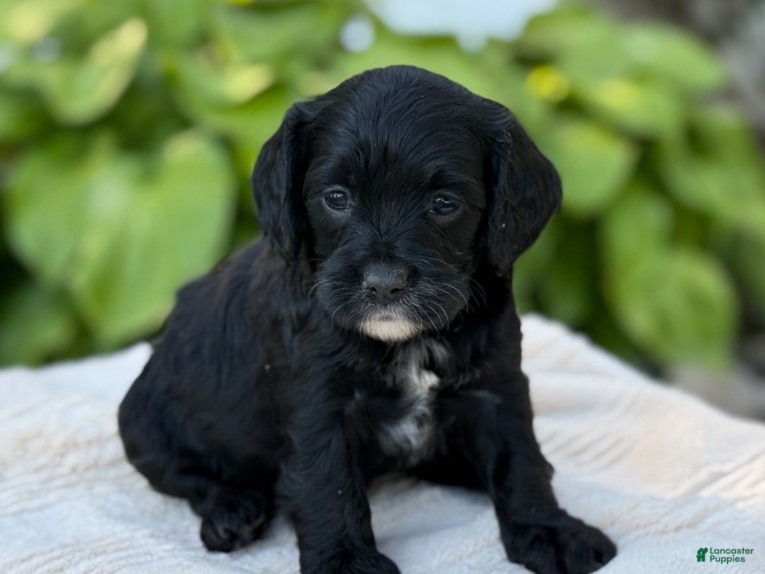 Cavapoo dogs for sale: Lucy - Image 24