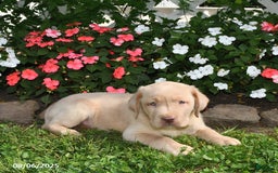 Labrador Retriever dogs for sale: Labrador Retriever 9 puppies - Image 7