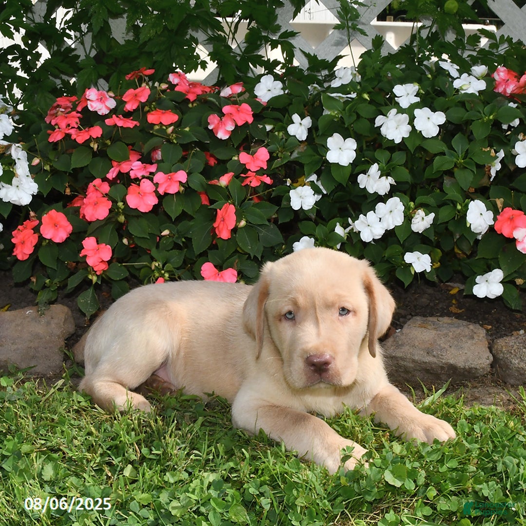 Labrador Retriever dogs for sale: Labrador Retriever 9 puppies - Image 7