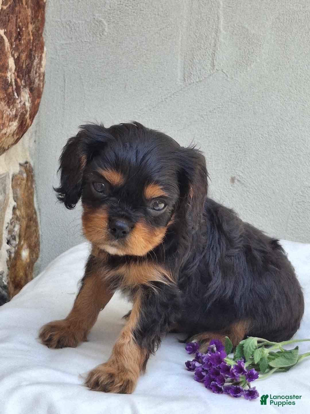 Cavalier King Charles Spaniel dogs for sale: Sparkle - Image 4