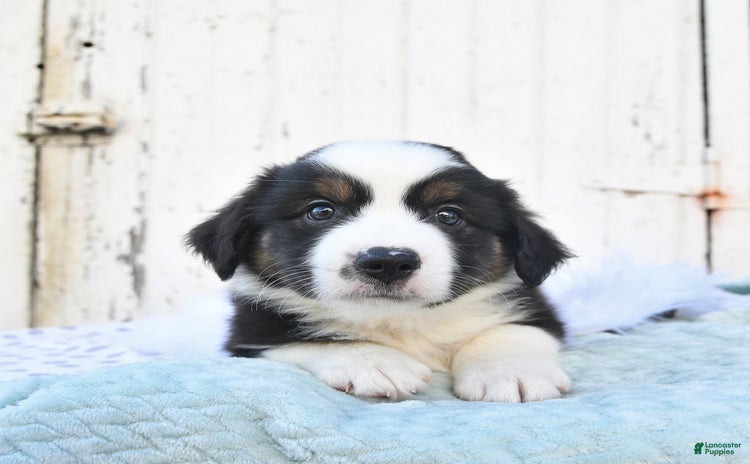 Miniature Australian Shepherd dogs for sale - Ad 1
