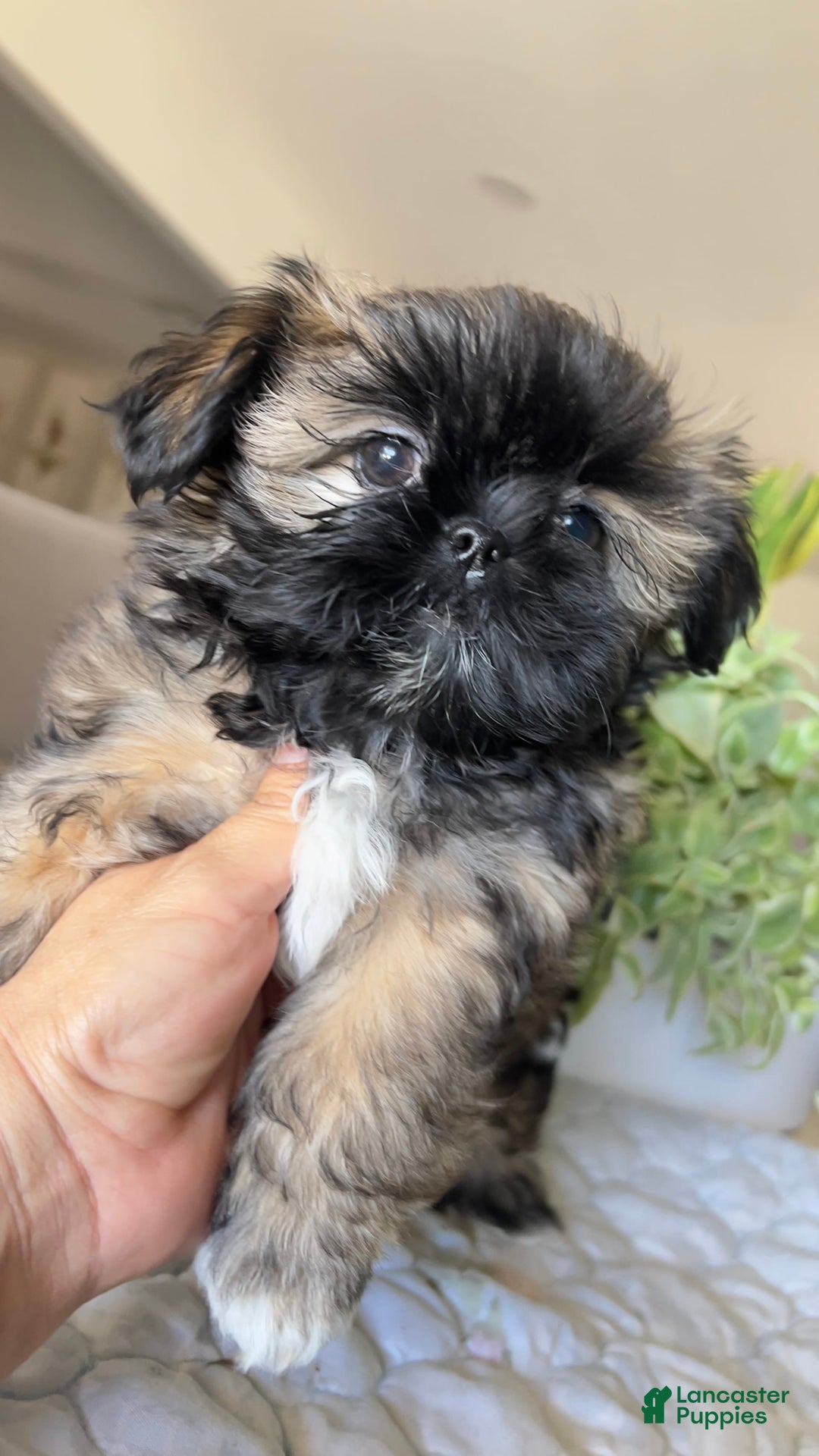 Shih Tzu dogs for sale: Rosse - Image 8