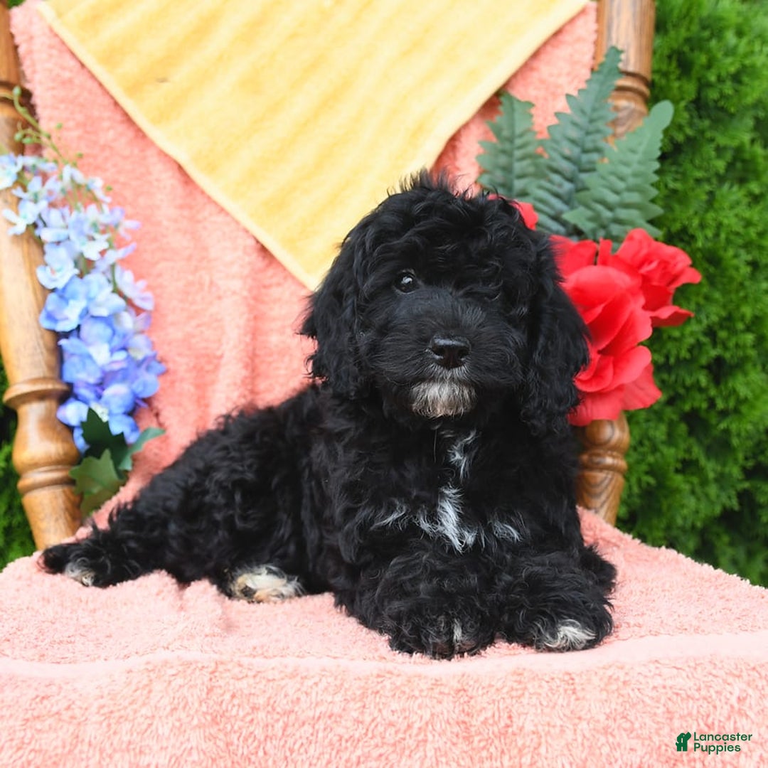 Miniature Poodle dogs for sale: Ophelia - Image 14