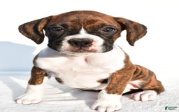 Boxer dogs for sale: Melody - Image 2