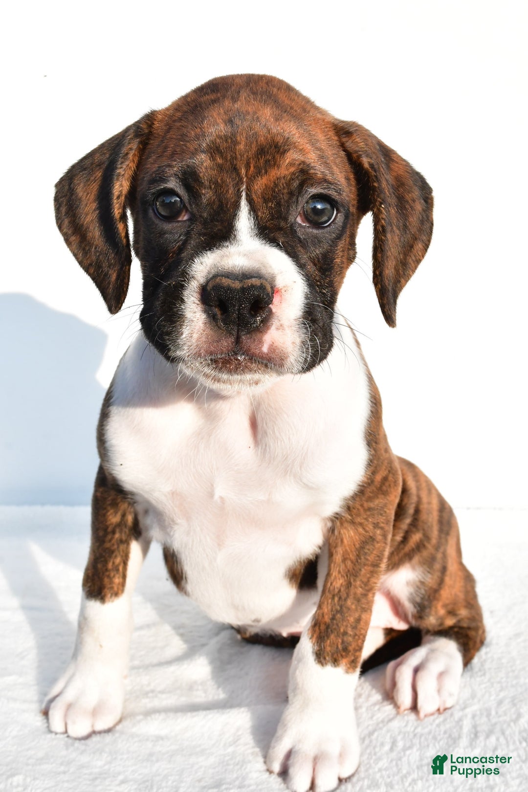 Boxer dogs for sale: Melody - Image 2