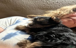 Yorkshire Terrier dogs for sale: Akc Kasha - Image 1