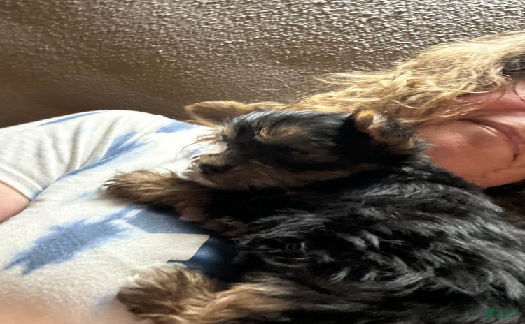 Yorkshire Terrier dogs for sale - Ad 1