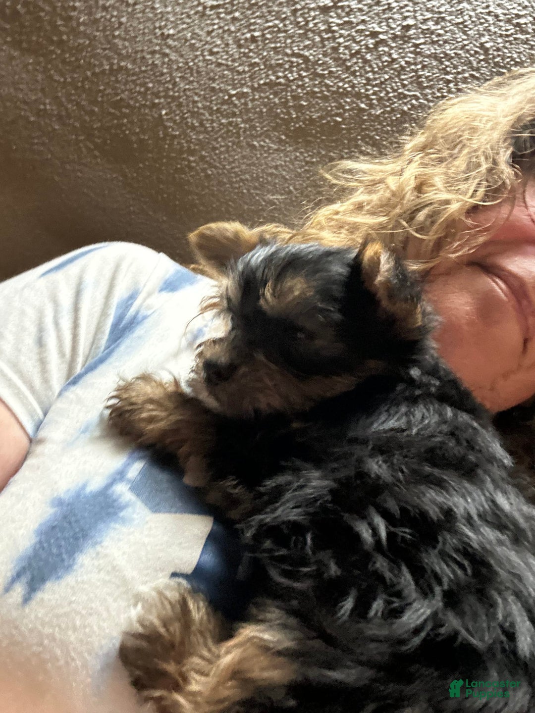 Yorkshire Terrier dogs for sale: Akc Kasha - Image 1