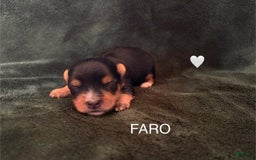Yorkshire Terrier dogs for sale: Faro - Image 1