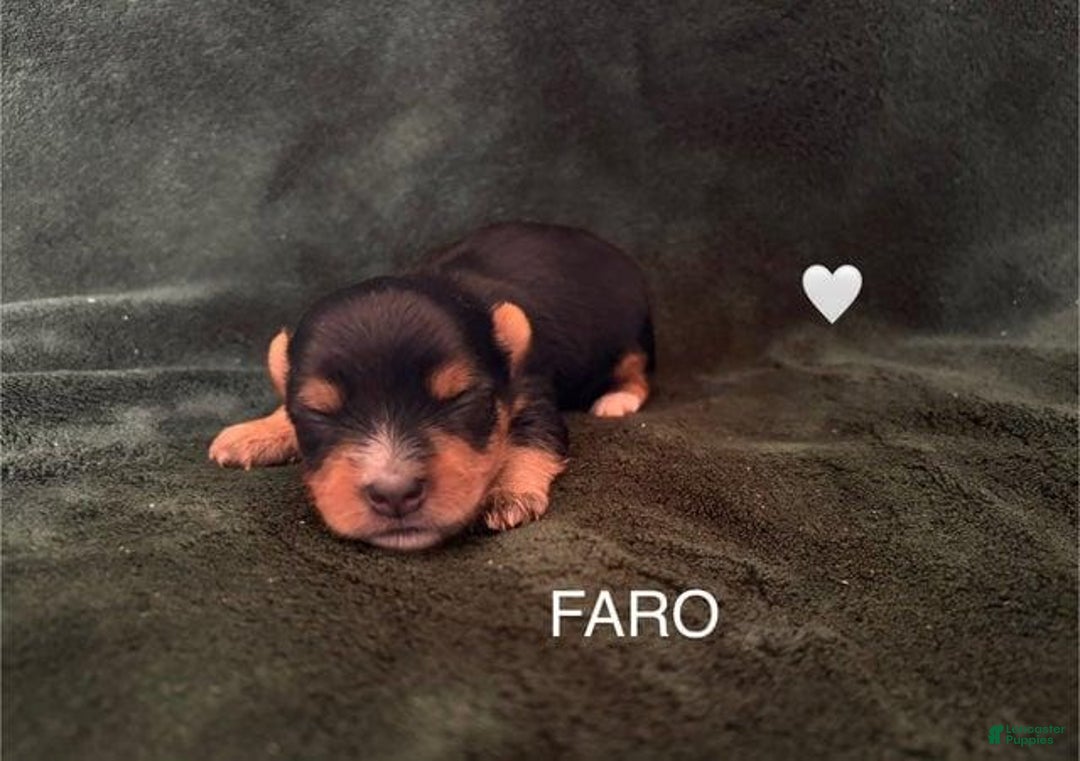 Yorkshire Terrier dogs for sale: Faro - Image 1