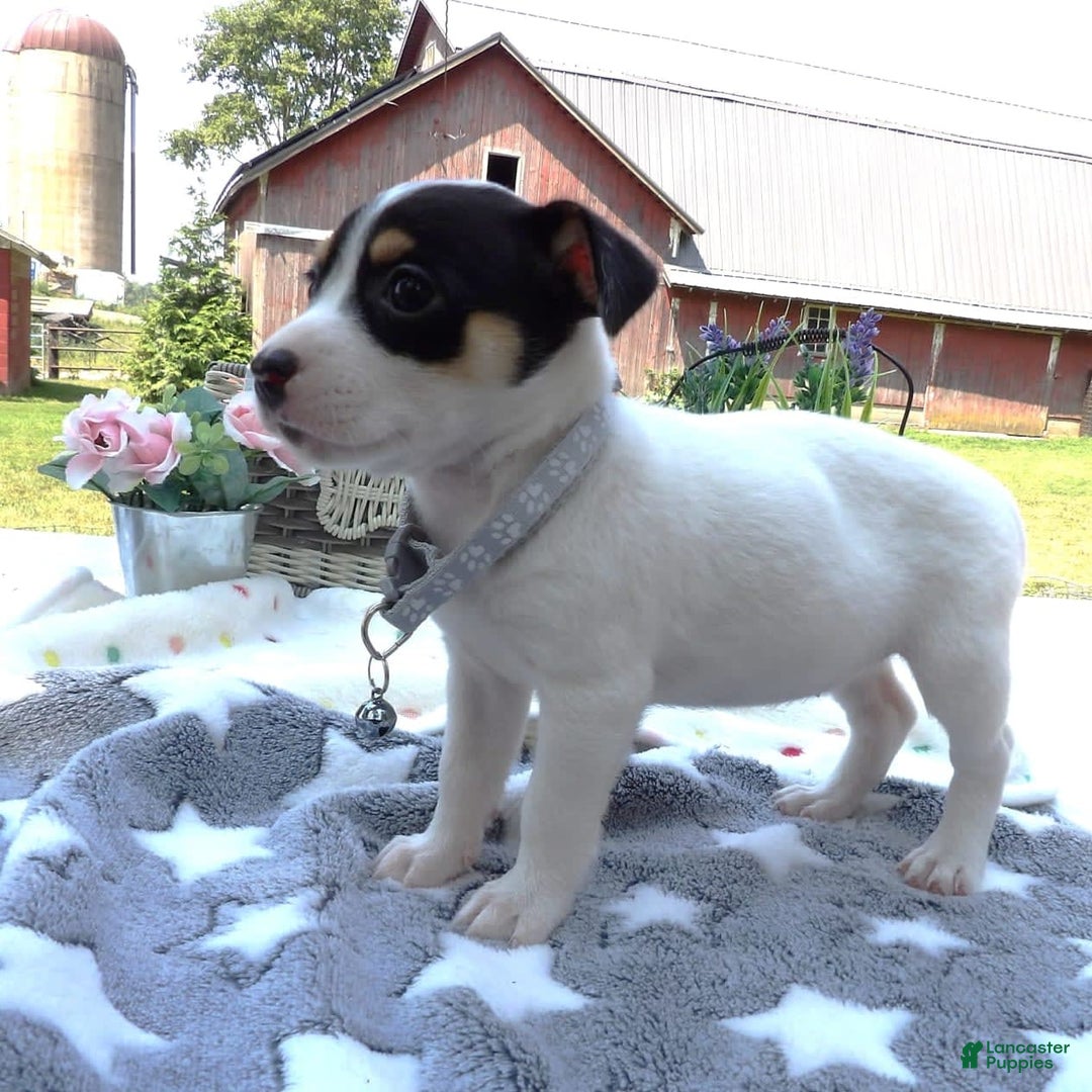 Jack Russell Terrier dogs for sale: Star Burst - Image 3