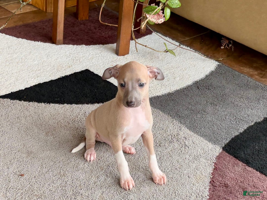 Italian Greyhound dogs for sale: Noah - Image 6