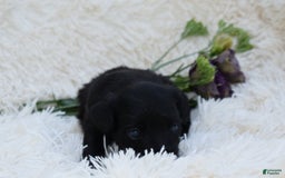 Chihuahua dogs for sale: Nila - Image 2