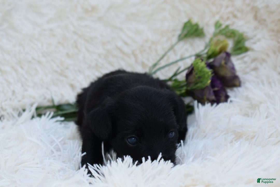 Chihuahua dogs for sale: Nila - Image 2