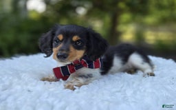 Miniature Dachshund dogs for sale: Jordan - Image 4