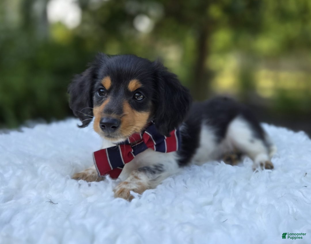 Miniature Dachshund dogs for sale: Jordan - Image 4