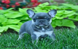 French Bulldog dogs for sale: Faith - Image 3