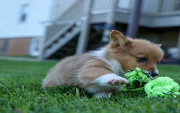 Welsh Corgi Pembroke dogs for sale: Garrett - Image 16