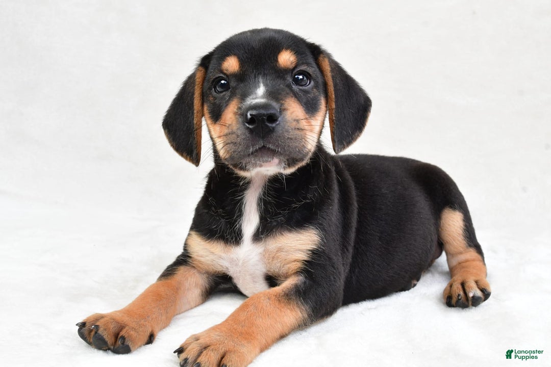 Beabull dogs for sale: Theo - Image 4