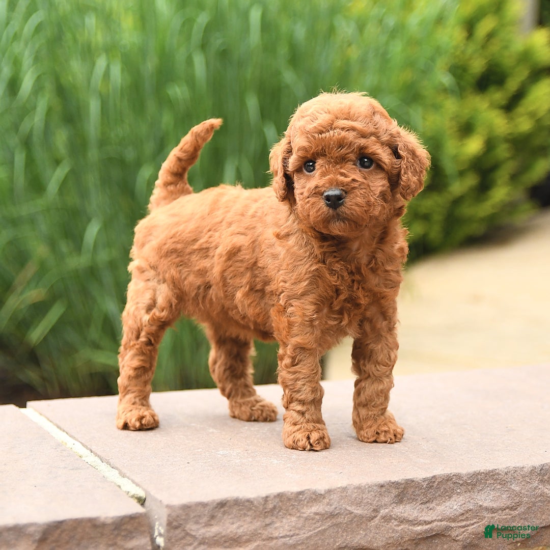 Cockapoo dogs for sale: Magic - Image 5