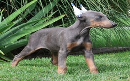 Doberman Pinscher dogs for sale: Zoey - Image 3