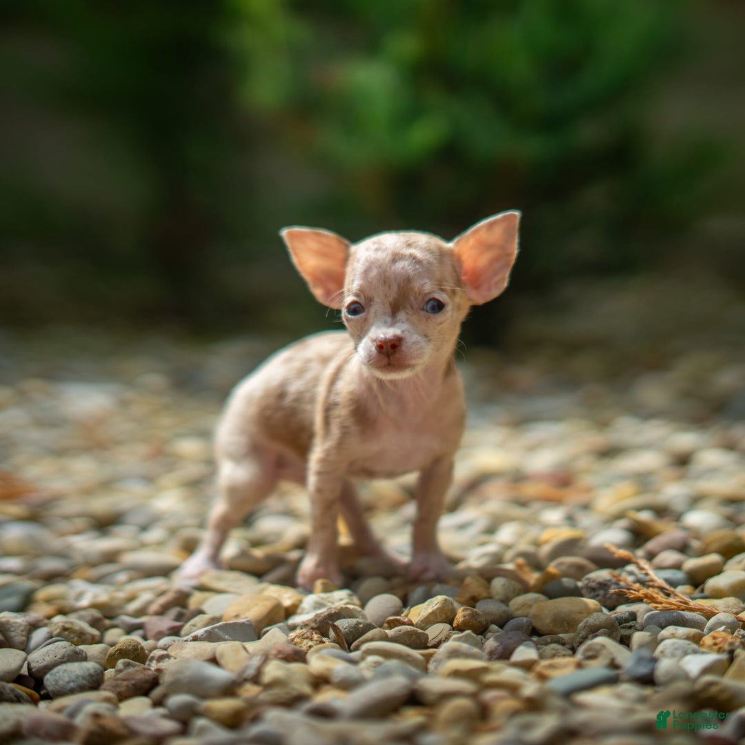 Chihuahua dogs for sale: Sweat Pea - Image 10