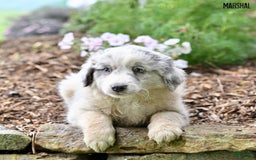 Australian Shepherd dogs for sale: Marshal - Image 7