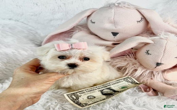 Morkie dogs for sale - Ad 4