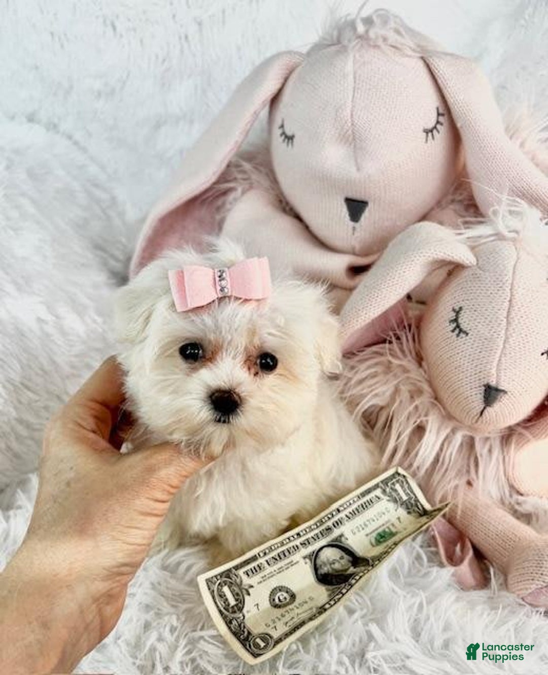 Morkie dogs for sale: Demi - Image 1