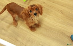 Cavalier King Charles Spaniel dogs for sale: Harley - Image 5