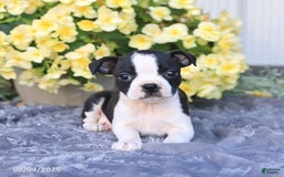 Boston Terrier dogs for sale: Heather - Image 1
