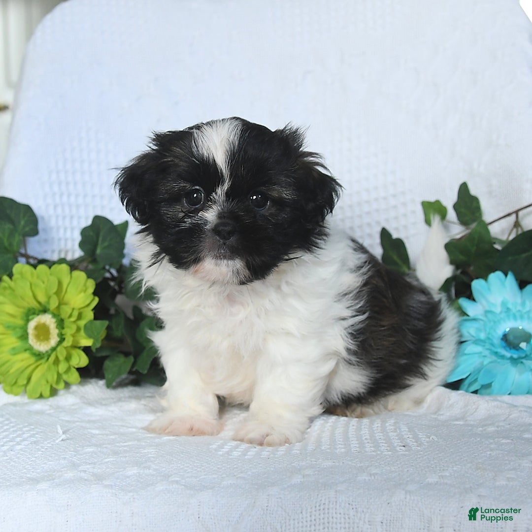 Shih Tzu dogs for sale: Asher - Image 2