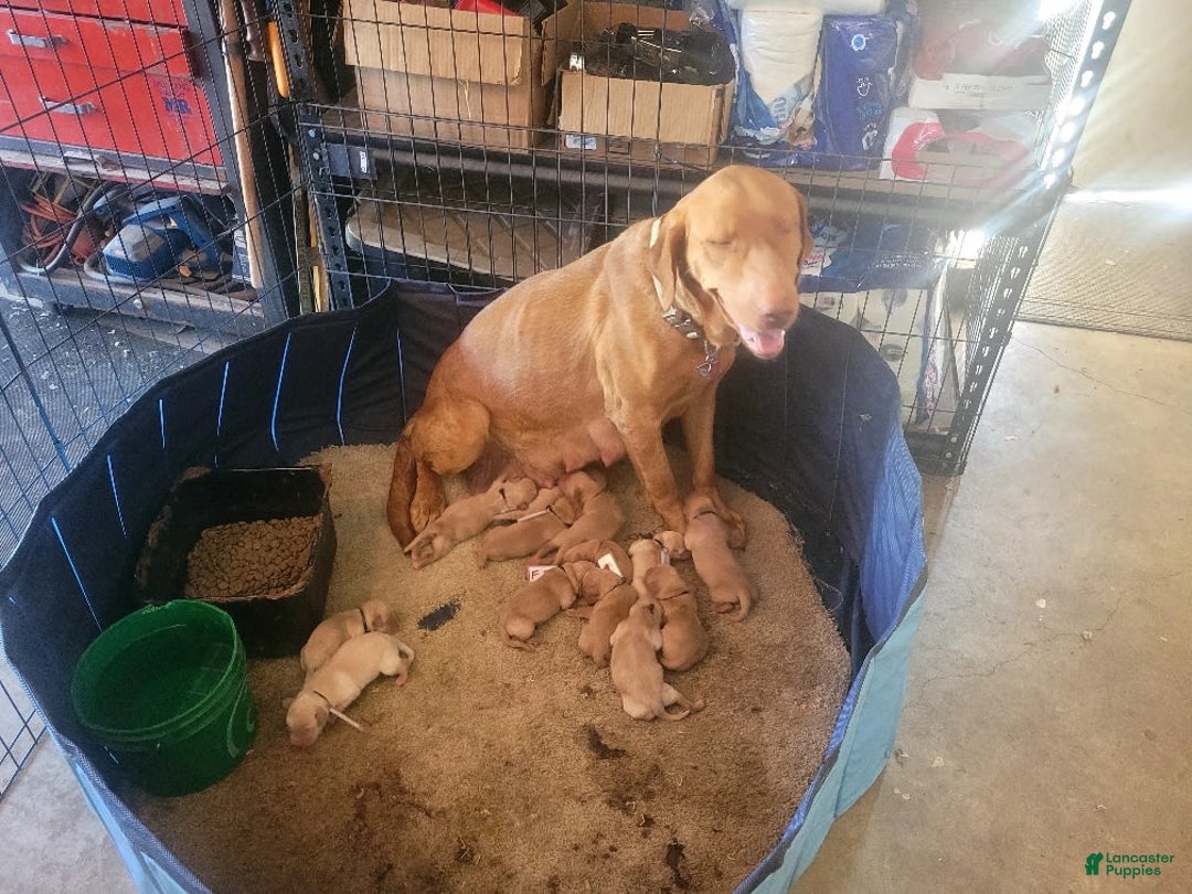 Labrador Retriever dogs for sale: RED FOX MALE - Image 4