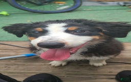 Australian Shepherd dogs for sale: Riley Fully Vaccinated - Image 12