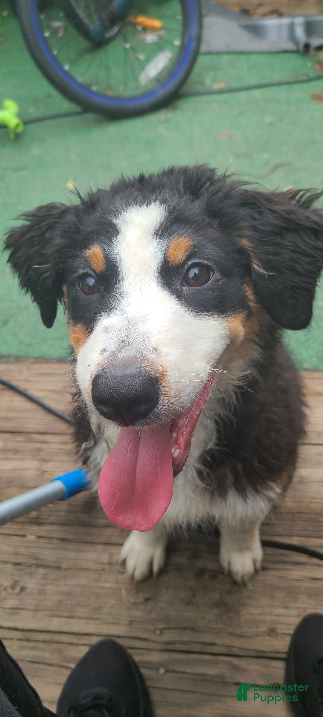 Australian Shepherd dogs for sale: Riley Fully Vaccinated - Image 12