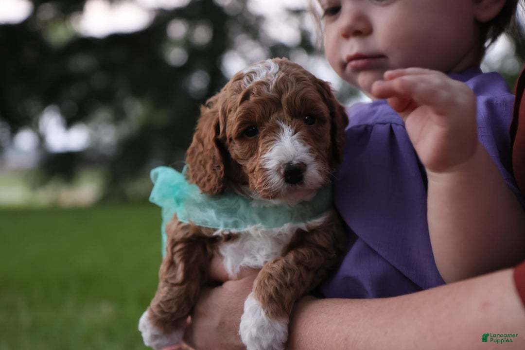 Mini Goldendoodle dogs for sale: Jet - Image 8