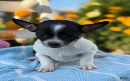 Chihuahua dogs for sale: Puddle - Image 1
