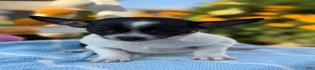 Puddle