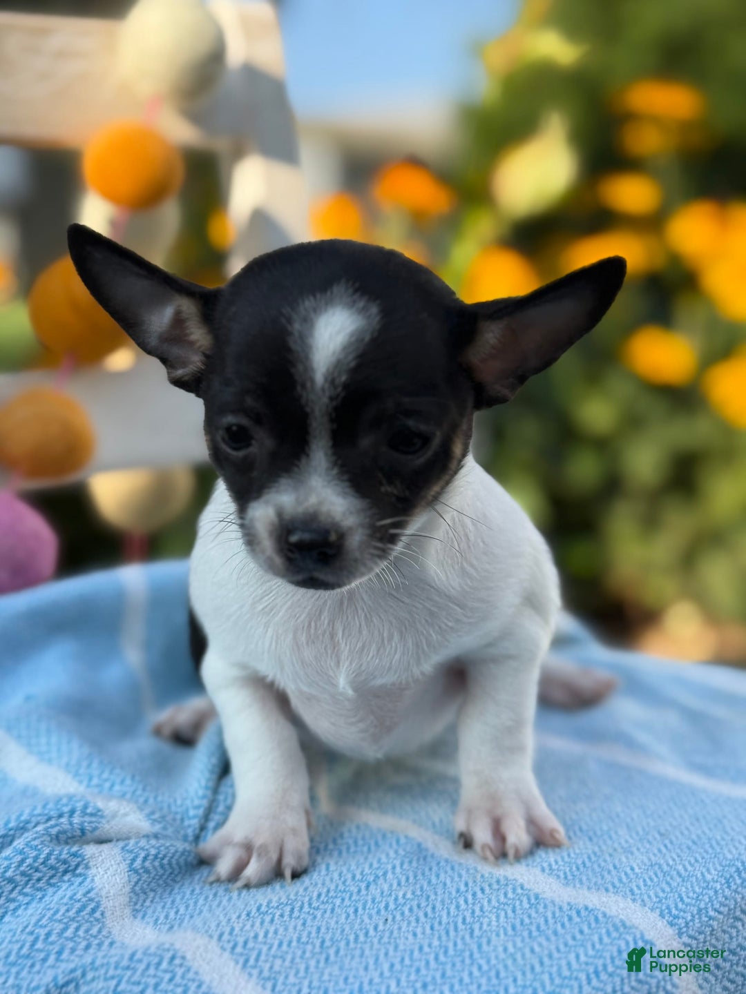 Chihuahua dogs for sale: Puddle - Image 1