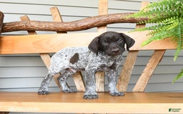 German Shorthaired Pointer dogs for sale: Bandit - Image 3