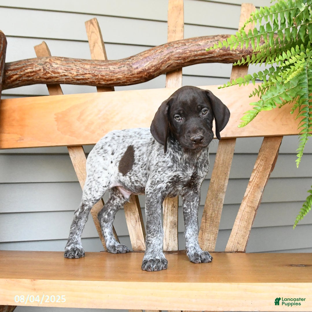 German Shorthaired Pointer dogs for sale: Bandit - Image 3