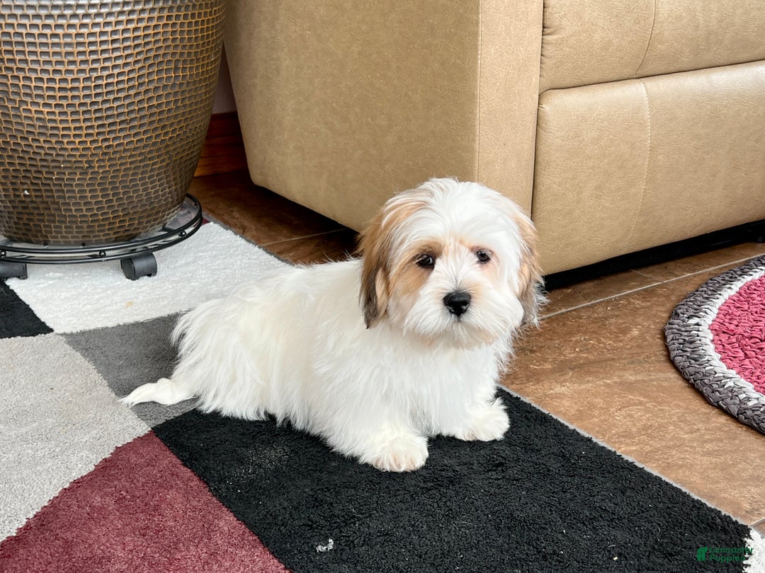 Lhasa Apso dogs for sale: Chloe - Image 3