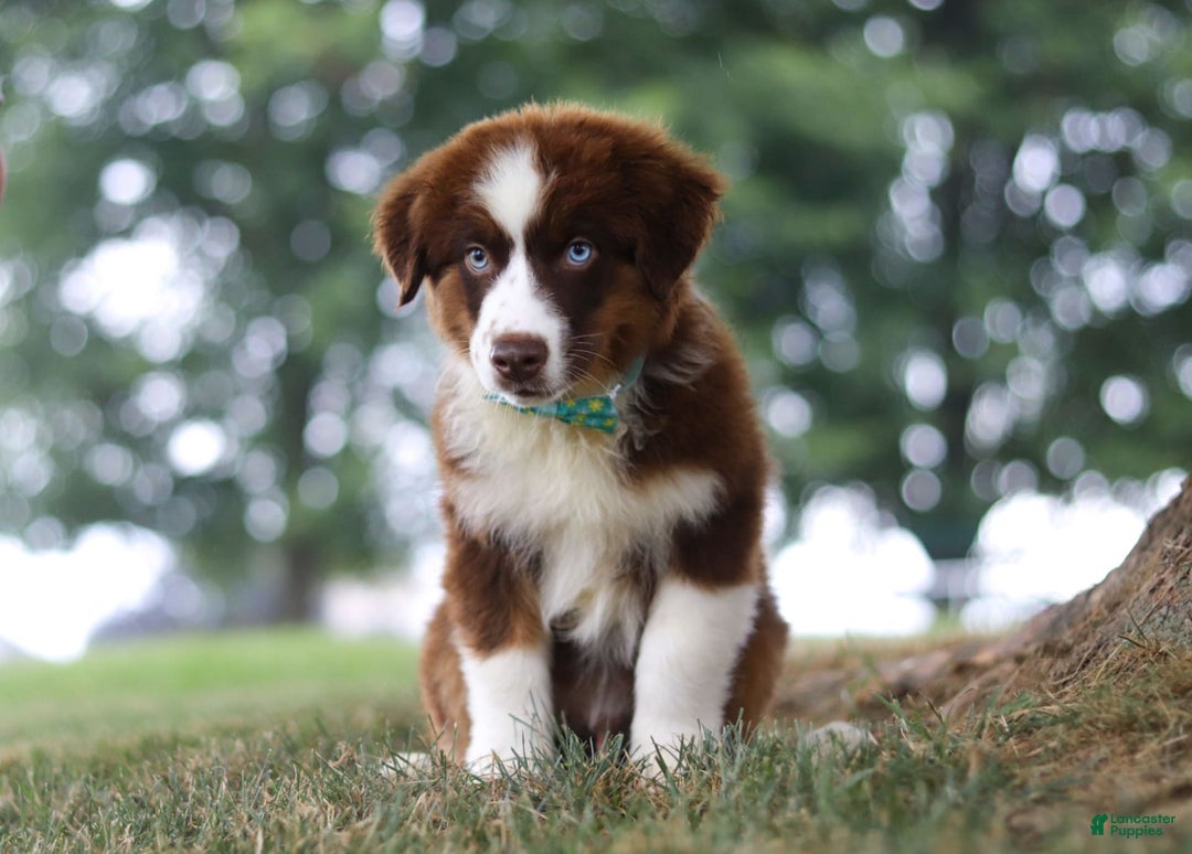Australian Shepherd dogs for sale: Snorkel - Image 4