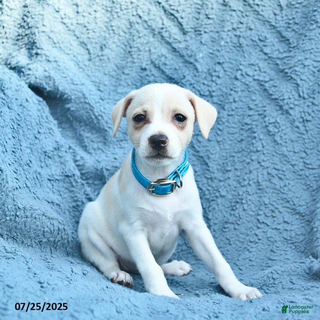 Toy Fox Terrier dogs for sale: Savannah - Image 3