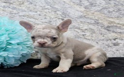 French Bulldog dogs for sale: Wesley - Image 7
