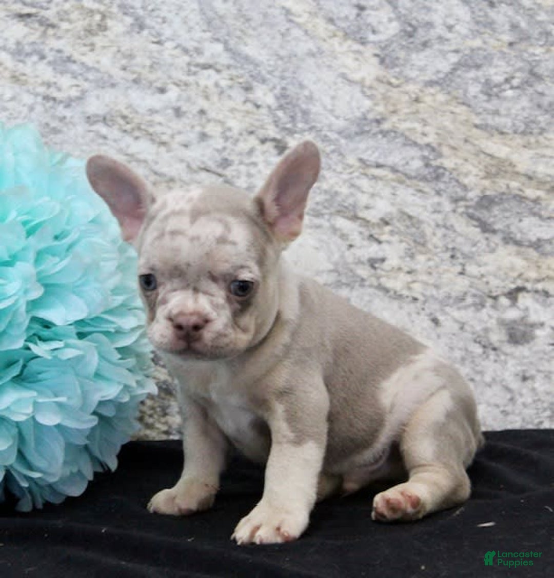 French Bulldog dogs for sale: Wesley - Image 7
